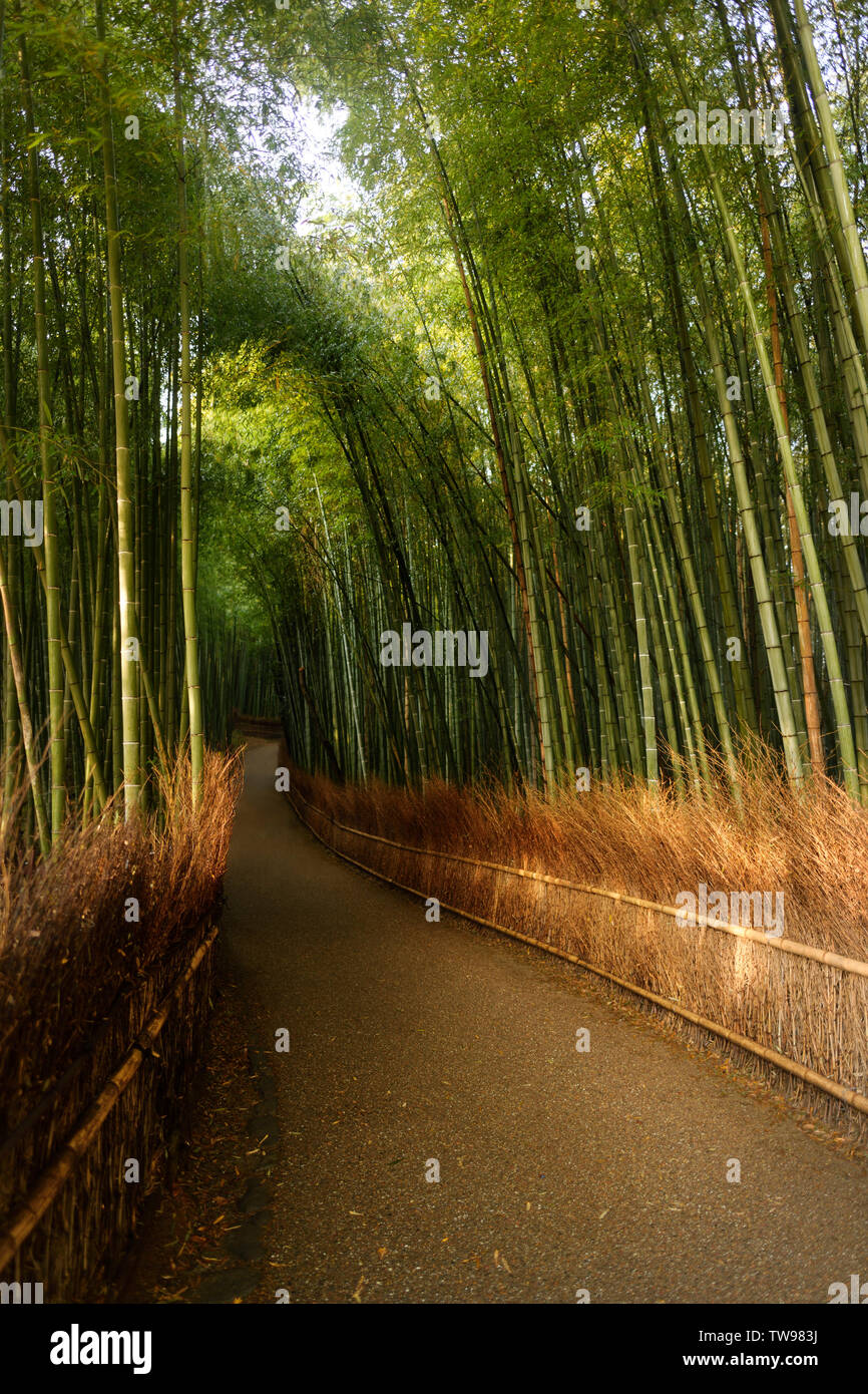 Sunlit Arashiyama bamboo grove trail, artistic tranquil scenery of bamboo forest in Kyoto, Japan. Stock Photo