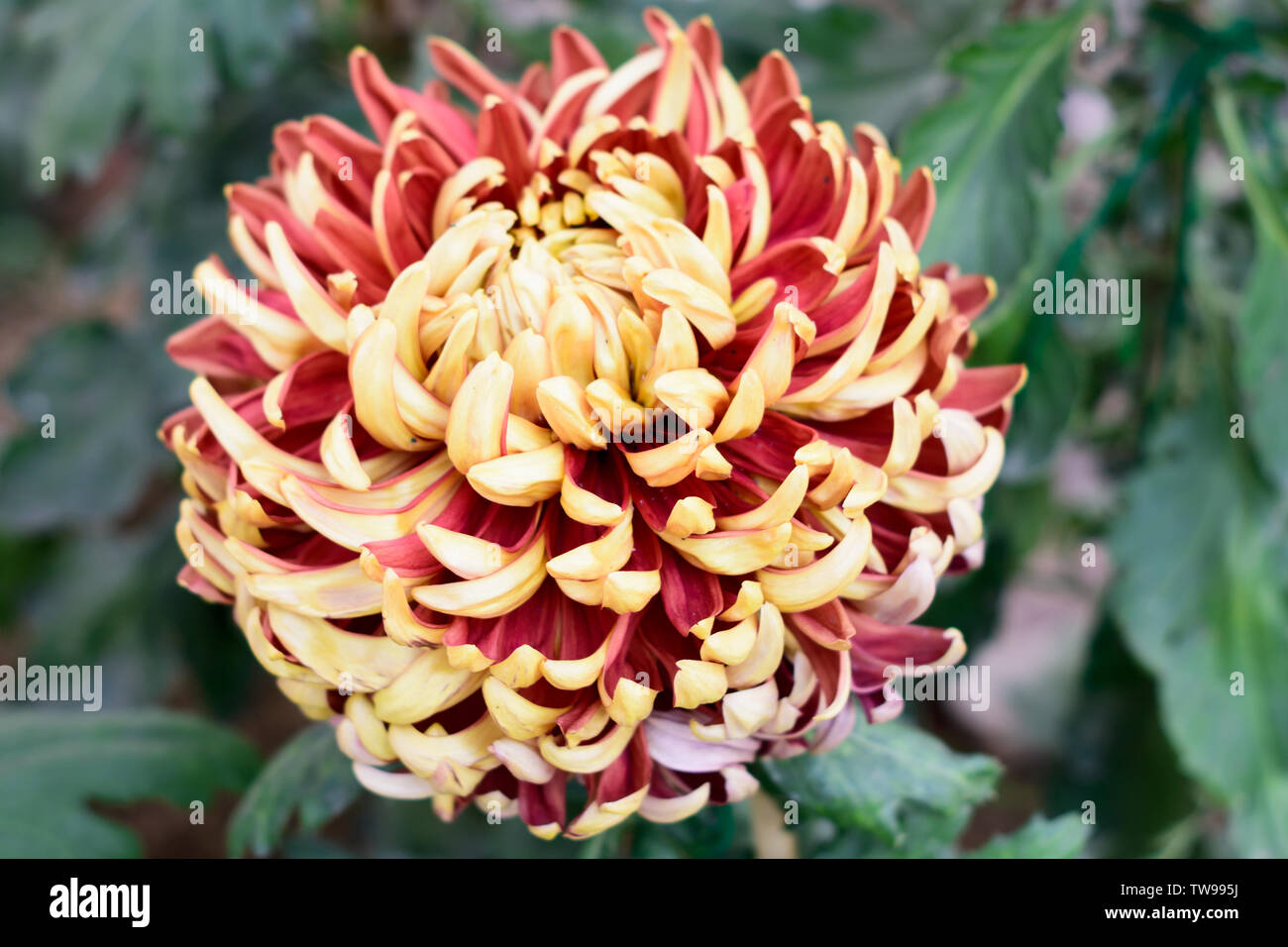 Chrysanthemums also called mums or chrysanths, a genus in Asteraceae