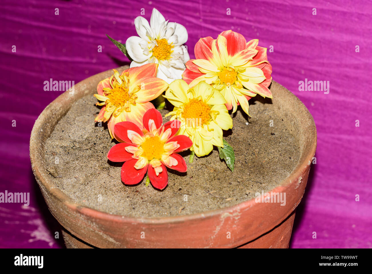 Dahlia 'Bishop of Llandaff', Mexican Aster or Garden Cosmos and Desert Rose (Adenium) on a mud flower bucket. Stock Photo