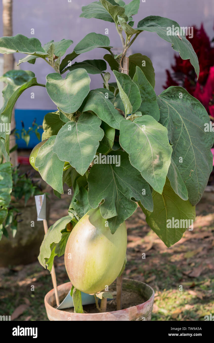 Gourds fruits (Cucurbitaceae) flowering plant. It belongs to family