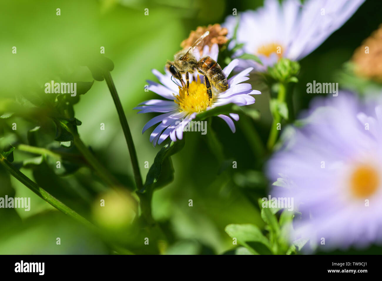 Bee collects nectar on a purple flower.  Macro photography Stock Photo