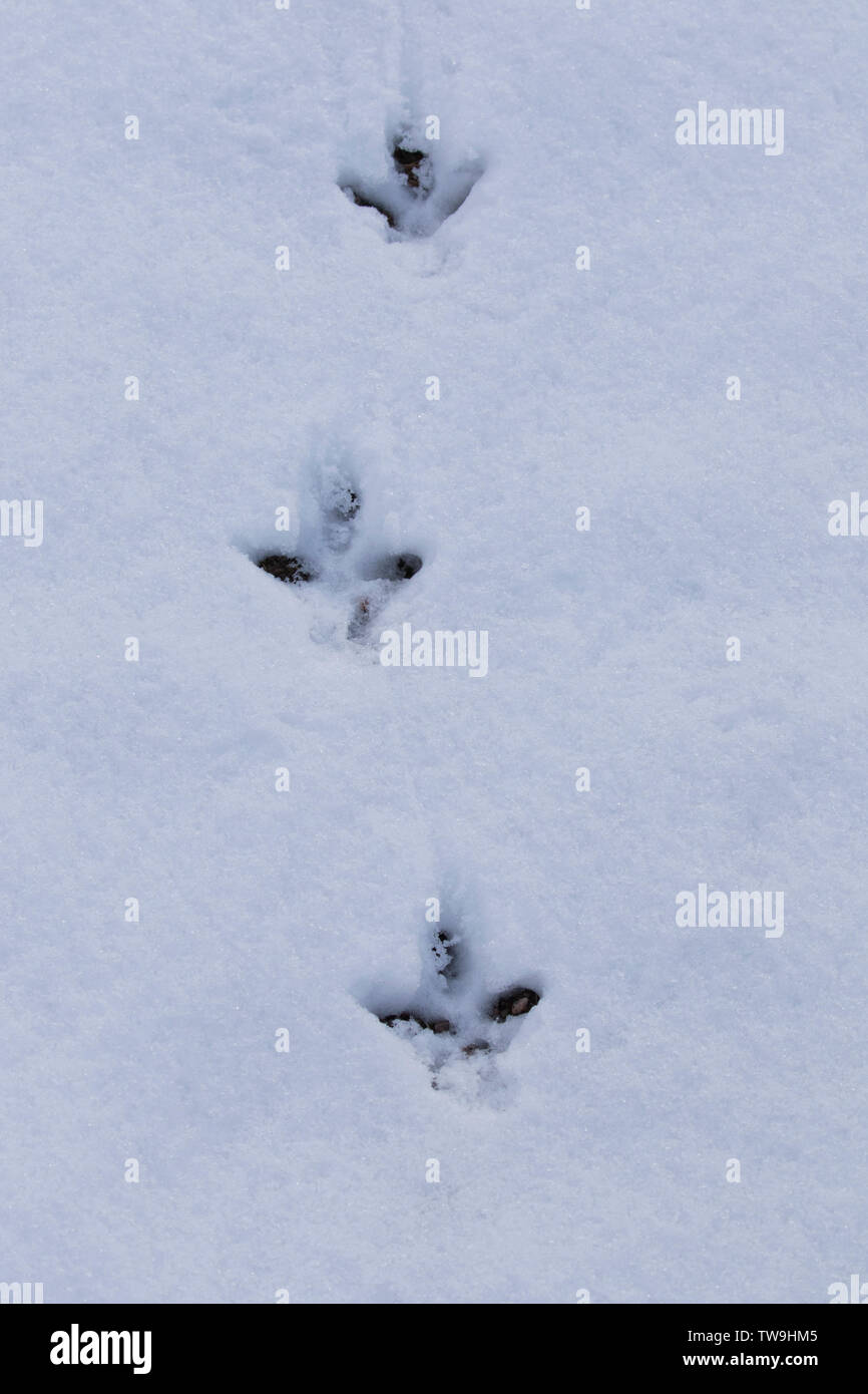 Rock Ptarmigan (Lagopus muta). Footprints in snow. Cairngorms, Scotland Stock Photo