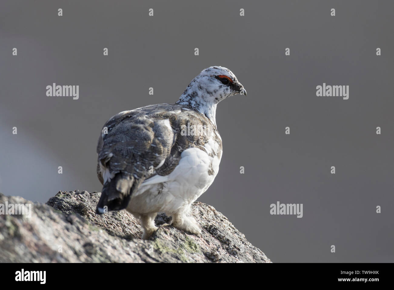 Rock Ptarmigan (Lagopus muta). Male moulting from white in winter to brown in spring. Cairngorms, Scotland Stock Photo