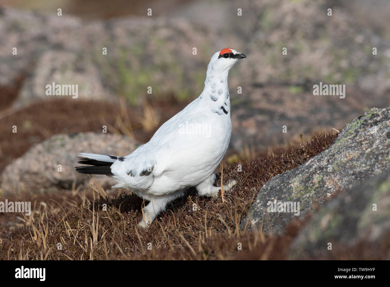 Rock Ptarmigan (Lagopus muta). Male in winter plumage, walking. Cairngorms, Scotland Stock Photo