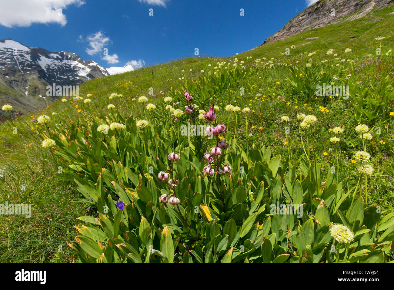 Alpine Leek, Victory Onion ( Allium victorialis) and Turk's Cap, Martagon Lily (Lilium martagon). Flowering plants in mountainous landscape. Stock Photo