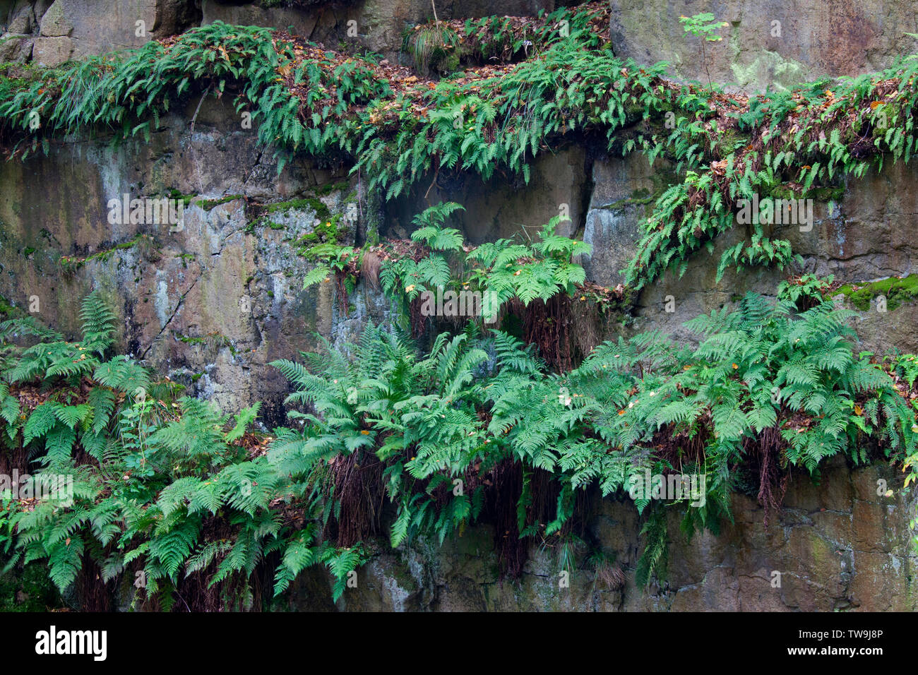 Bracken (Pteridium aquilinum) on a cliff. Germany Stock Photo