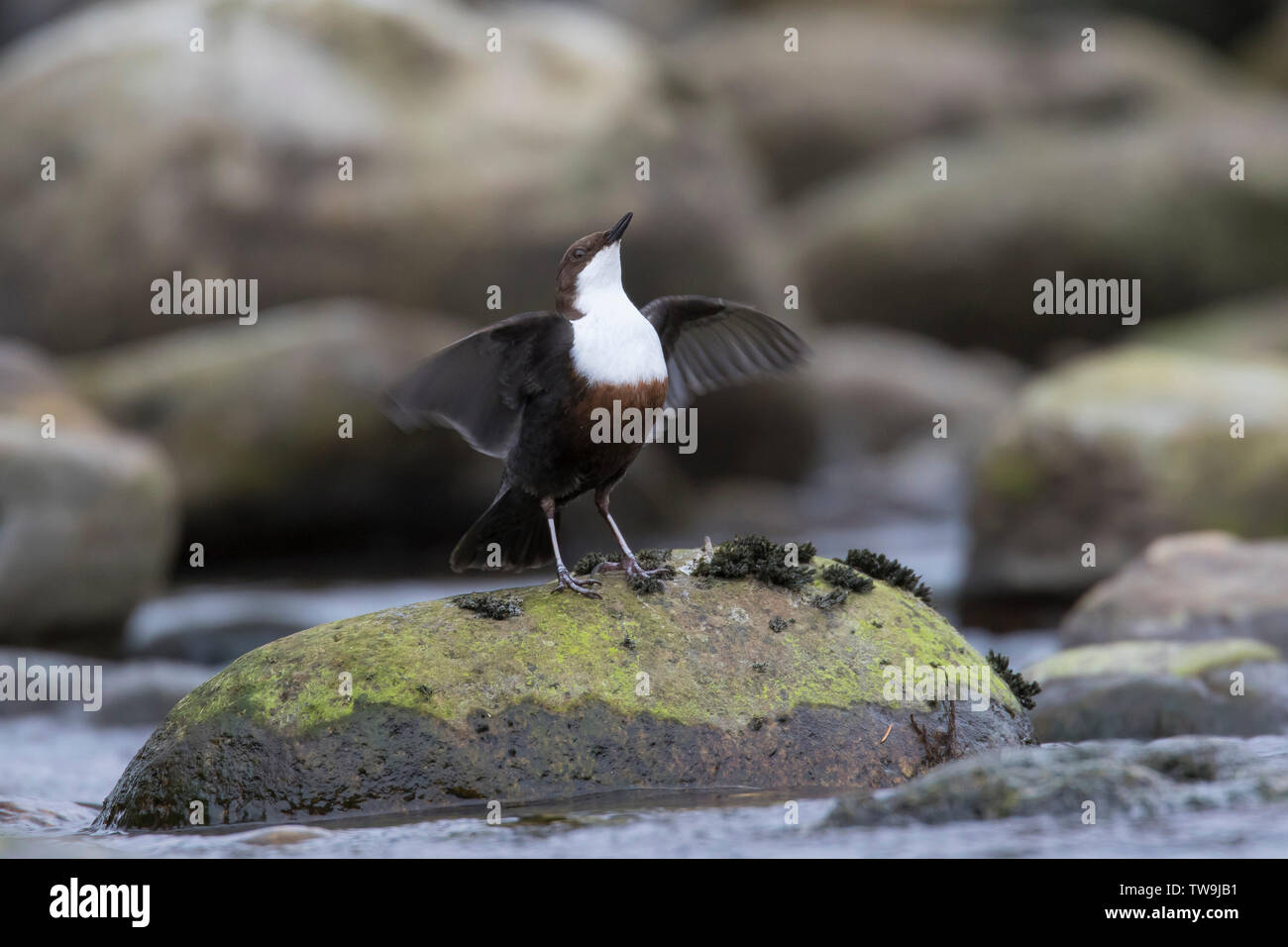 White-throated Dipper, European Dipper (Cinclus cinclus) displaying perched on stone in a stream. Stock Photo