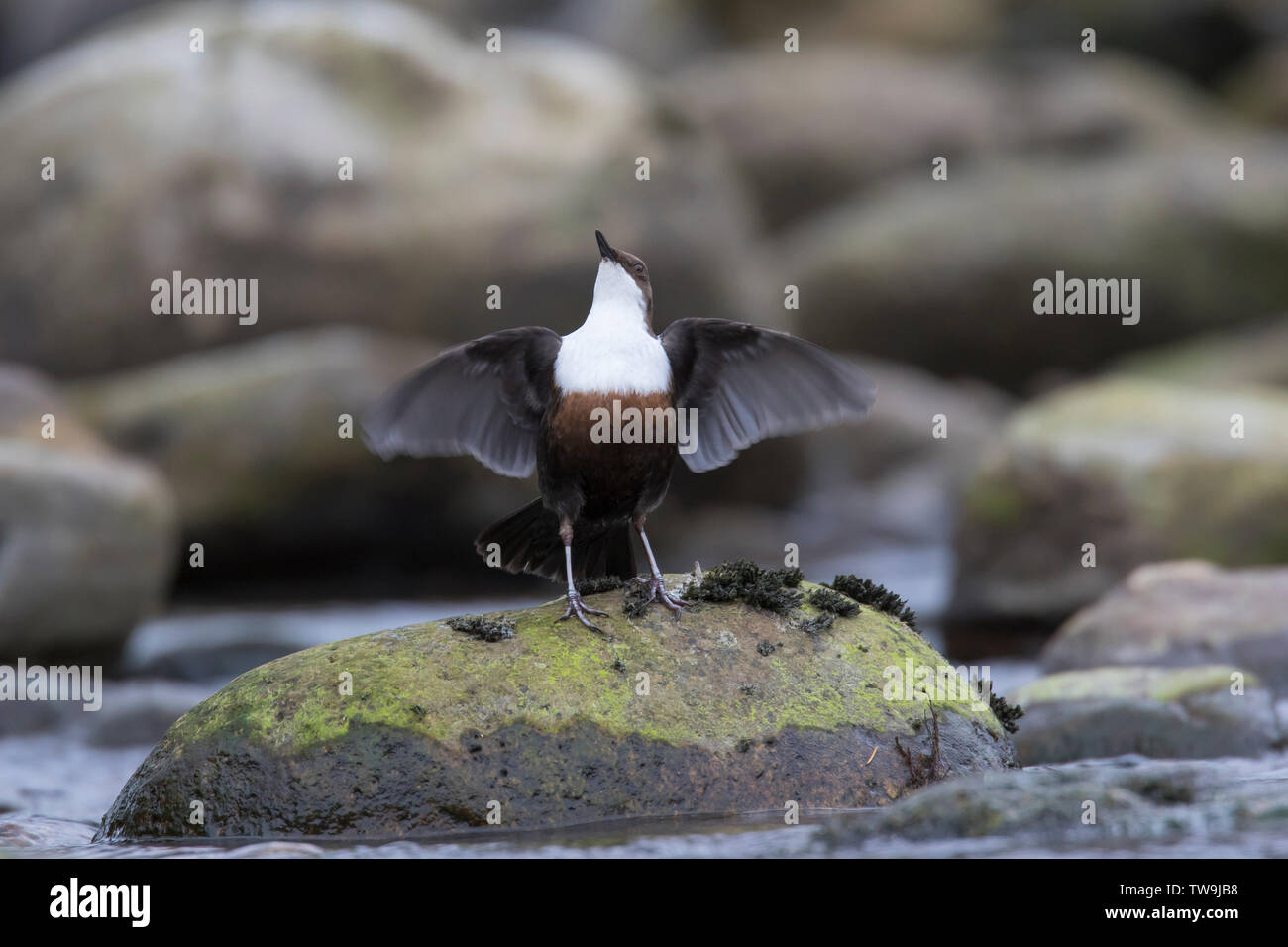 White-throated Dipper, European Dipper (Cinclus cinclus) displaying perched on stone in a stream. Stock Photo