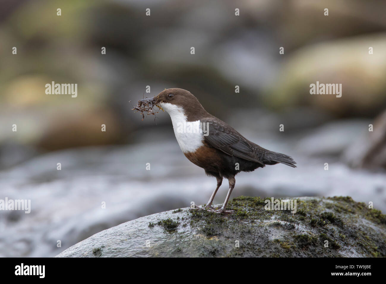 White-throated Dipper, European Dipper (Cinclus cinclus) with nesting material in beas perched on stone in a stream. Stock Photo