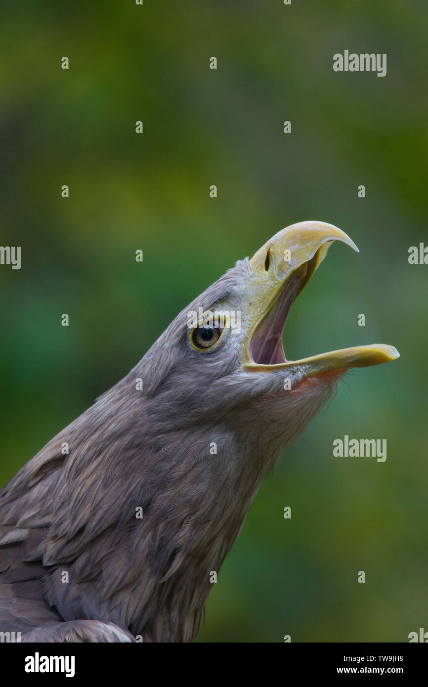 White-Tailed Eagle (Haliaeetus albicilla). Portrait of adult, calling. Germany Stock Photo