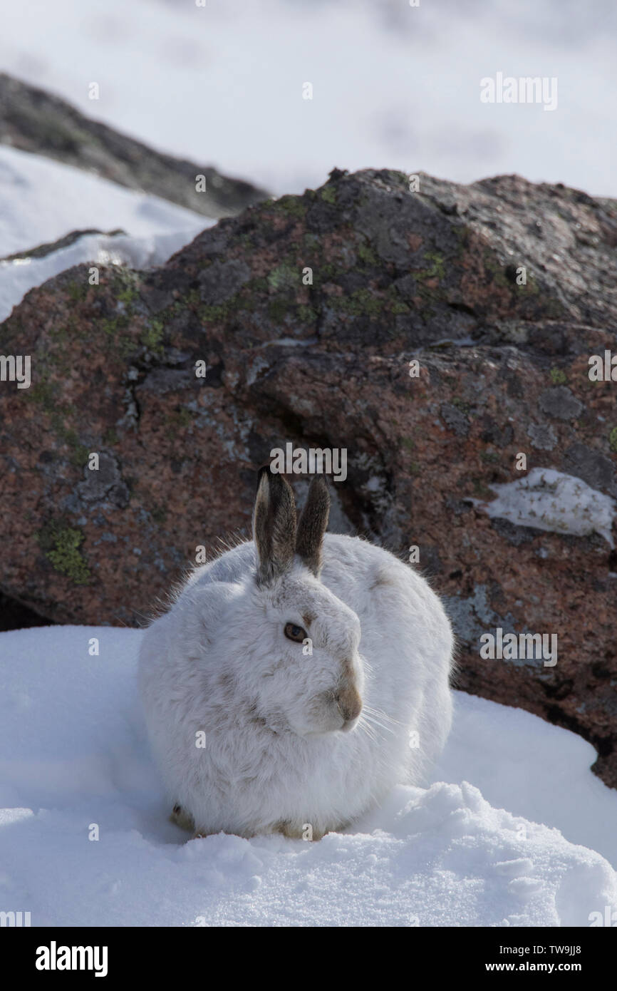 Mountain Hare (Lepus timidus). Adult in in winter coat. Cairngorms National Park, Scotland Stock Photo