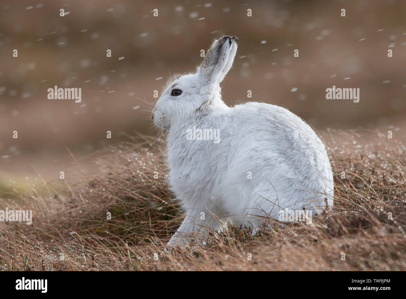 Mountain Hare (Lepus timidus) Adult in drifting snow. Cairngorms National Park, Scotland Stock Photo