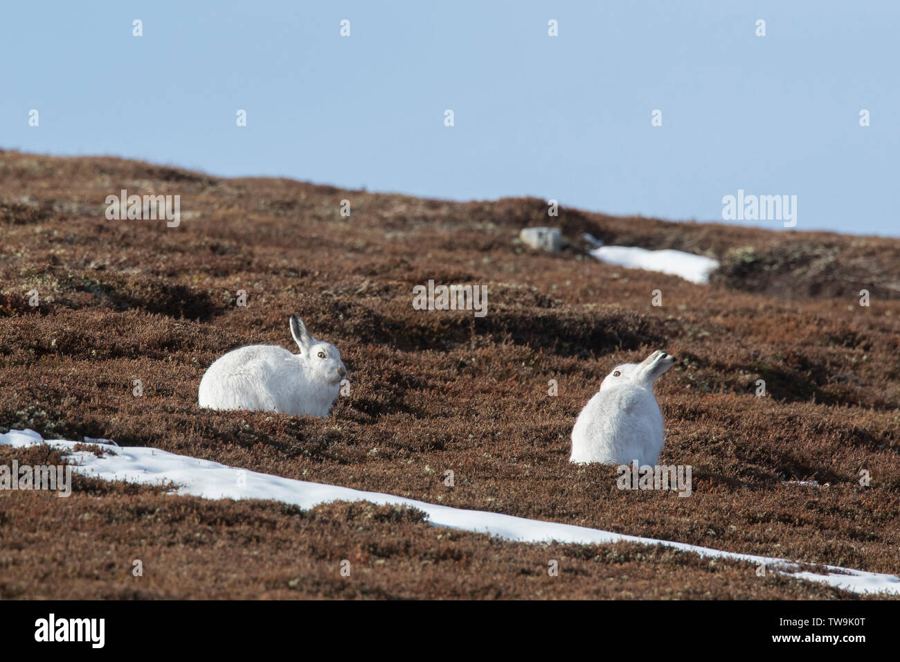 Mountain Hare (Lepus timidus). Couple in white winter coat (pelage). Cairngorms National Park, Scotland Stock Photo