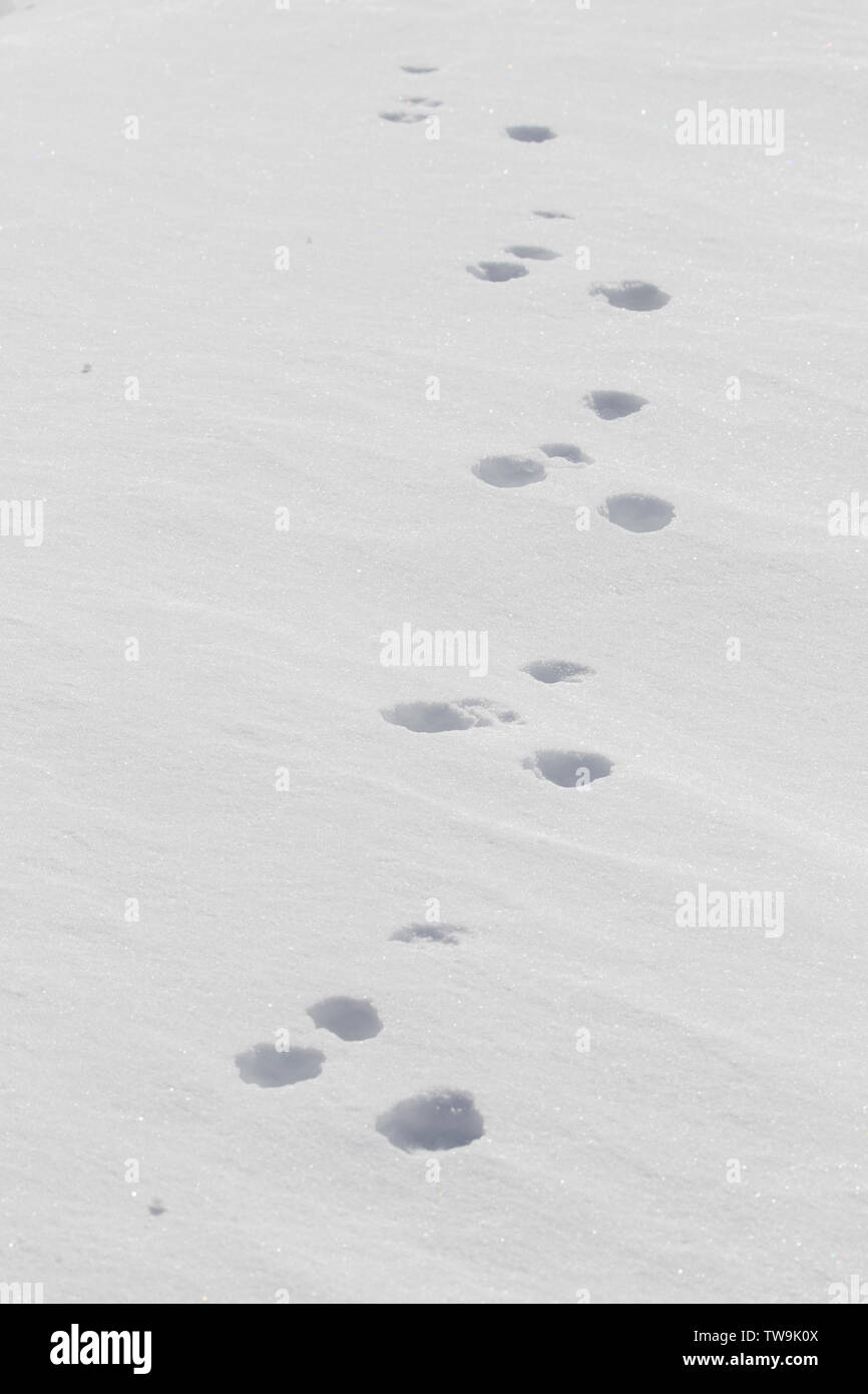 Mountain Hare (Lepus timidus), track in snow. Cairngorms National Park, Scotland Stock Photo