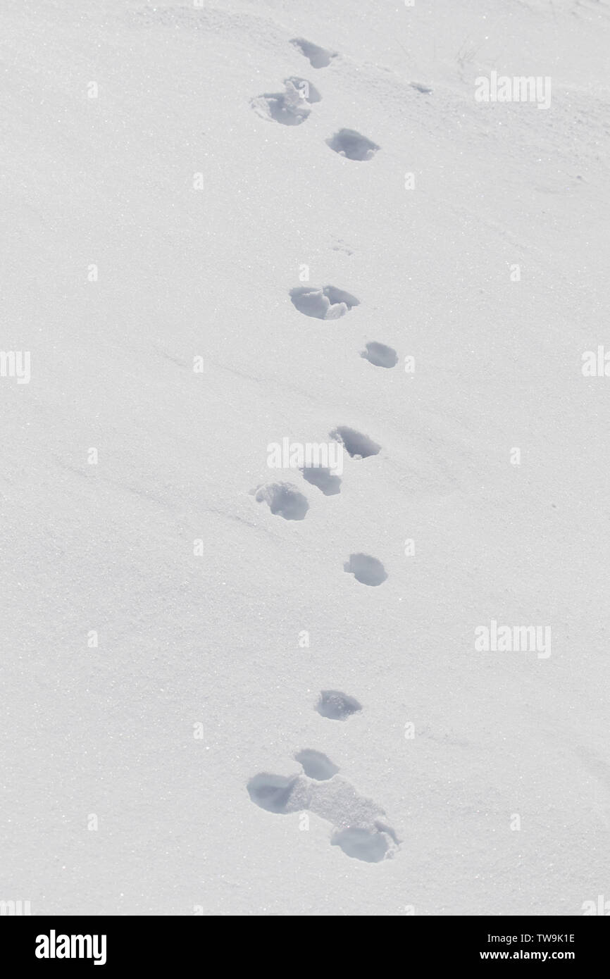 Mountain Hare (Lepus timidus), track in snow. Cairngorms National Park, Scotland Stock Photo