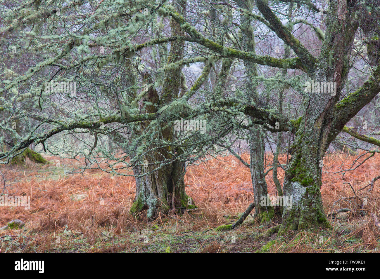 European White Birch, Silver Birch (Betula pendula). Gnarled tree. Cairngorms National Park, Scotland Stock Photo