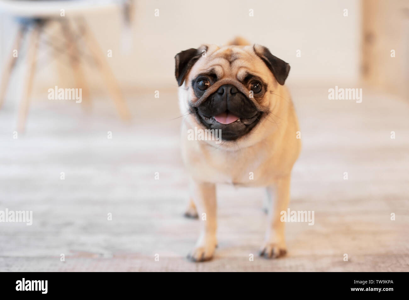 Cute pug dog on floor at home Stock Photo - Alamy