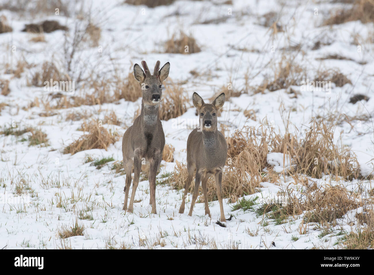 Roe Deer (Capreolus capreolus). Adult pair in snow. Stock Photo
