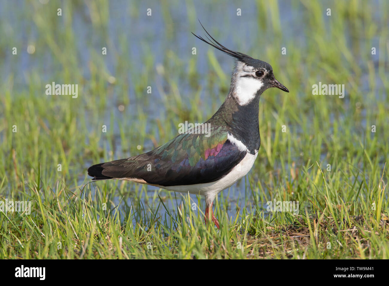 Lapwing (Vanellus vanellus). Adult istanding on a meadow Germany Stock Photo