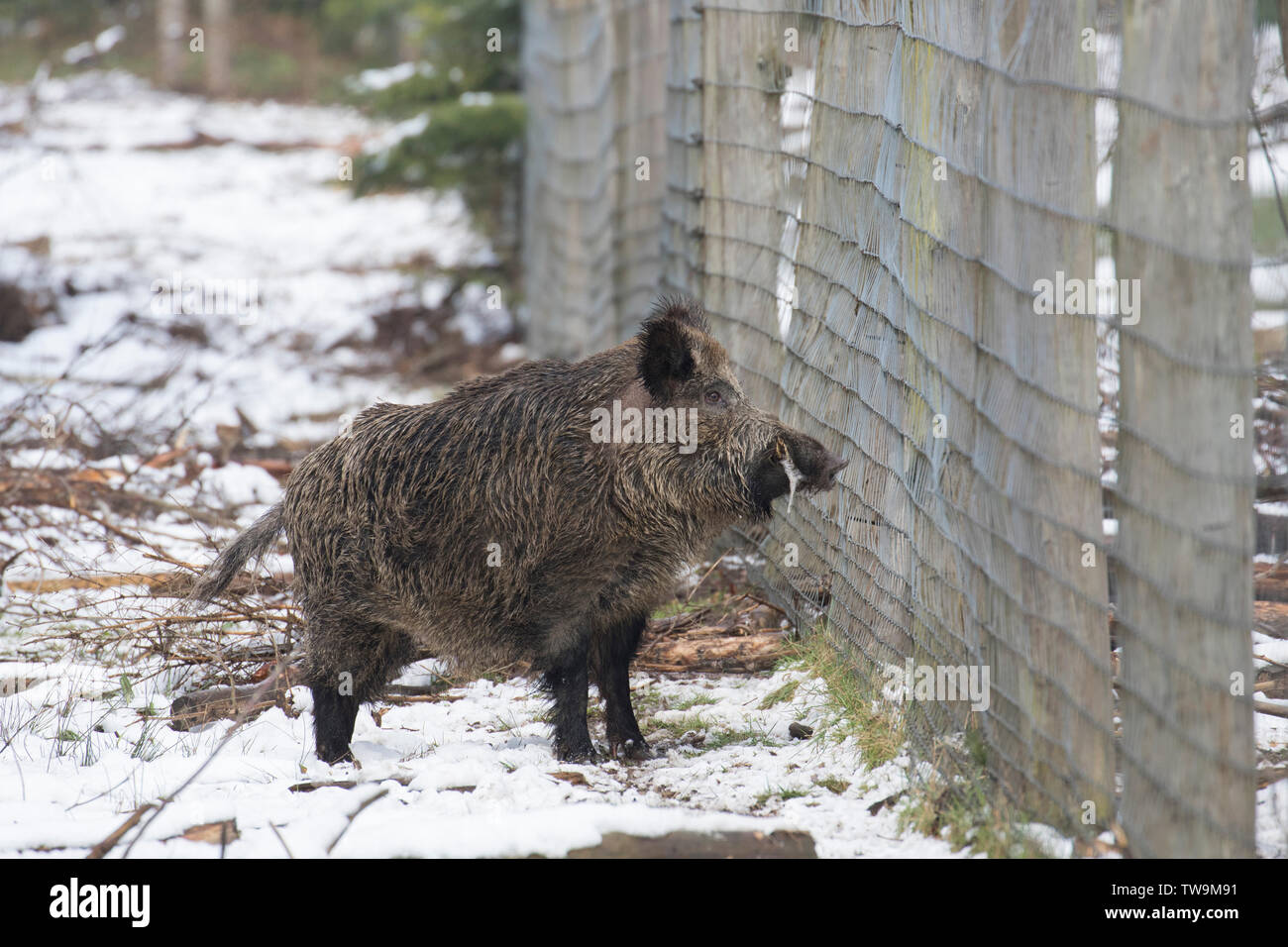 Wild Boar (Sus scrofa). Male standing next to a fence. Germany Stock Photo