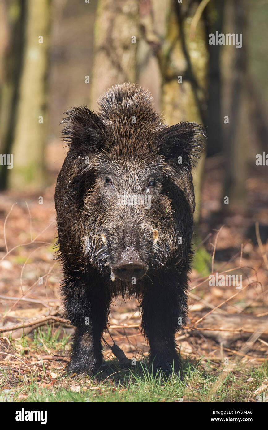 Wild Boar (Sus scrofa). Male standing in a forest in spring. Germany Stock Photo