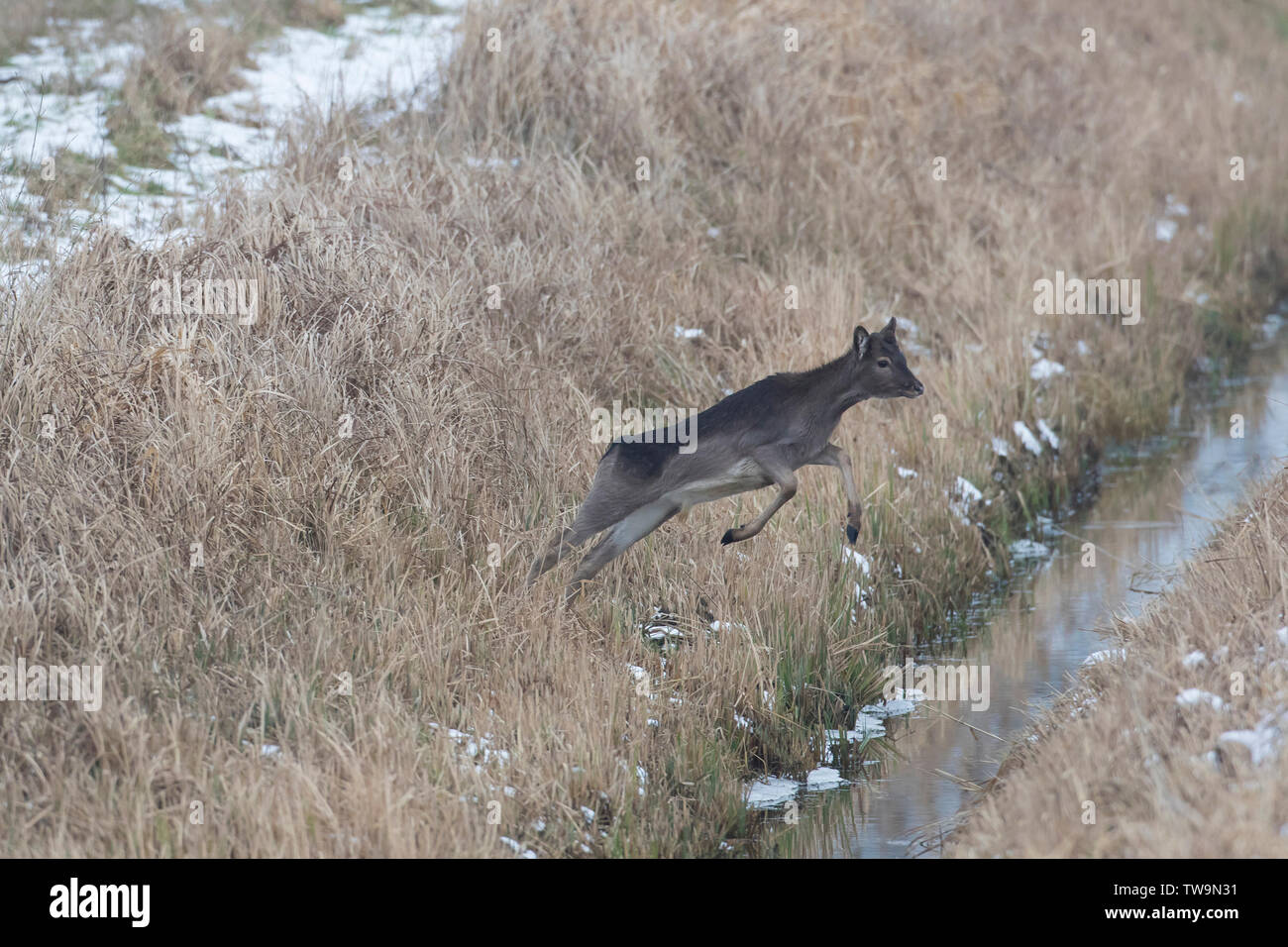 Juvenile Fallow Deer (Dama dama) jumping over a ditch. Germany Stock Photo