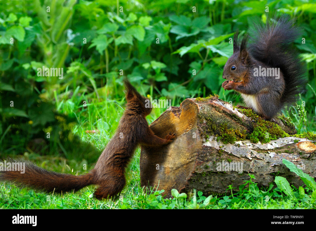 Red Squirrel (Sciurus vulgaris). One sits nibbling on a tree trunk, the second looks to see if it can get something from the food. Stock Photo