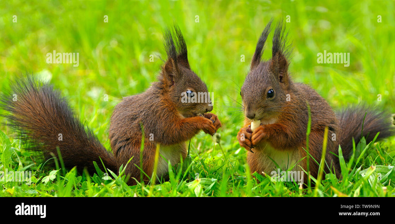 Red Squirrel (Sciurus vulgaris). Couple sitting on a meadow in a garden while eating. Germany Stock Photo