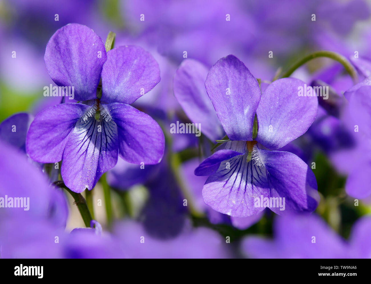 Early Dog-violet (Viola reichenbachiana). two flowers. Germany Stock Photo