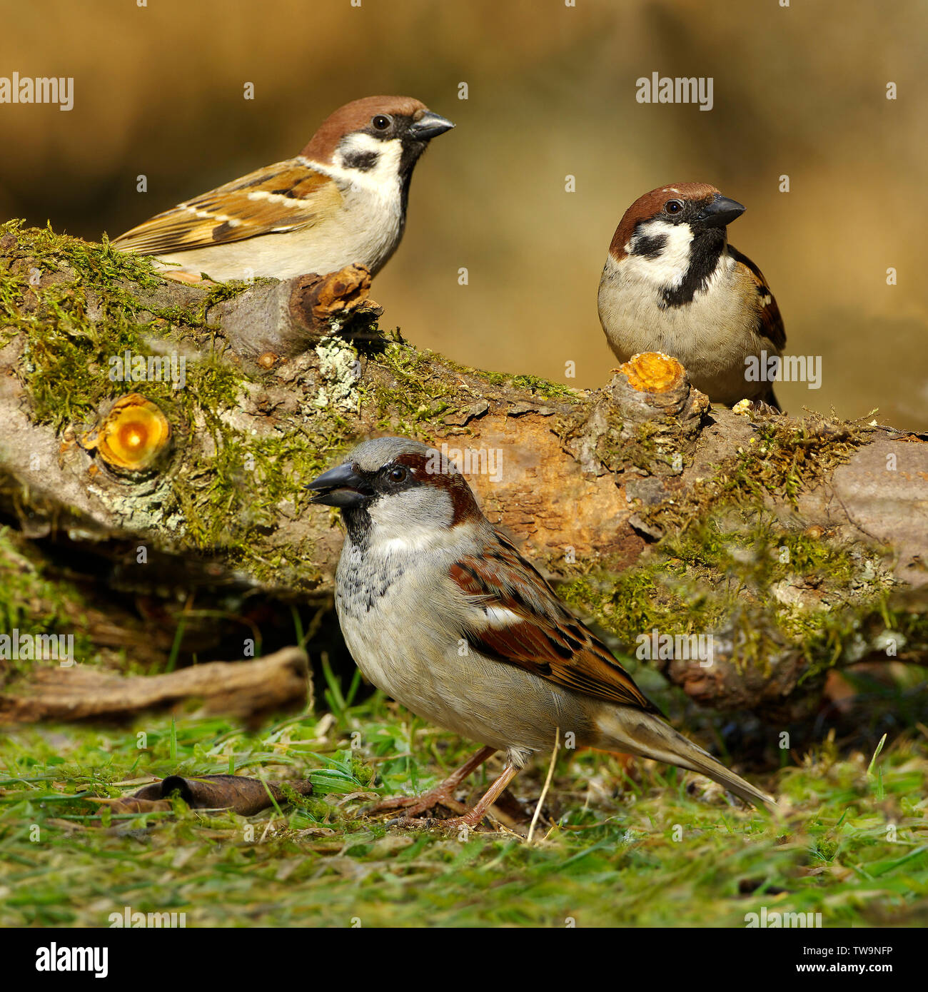 House Sparrow (Passer domesticus, in front) and two Tree Sparrows (Passer montanus, behind) on a mossy log. Germany Stock Photo