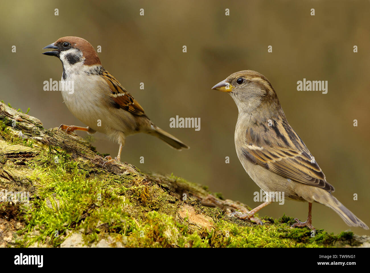 Tree Sparrow (Passer montanus, left) and female House Sparrow (Passer domesticus, right) on a mossy log. Germany Stock Photo