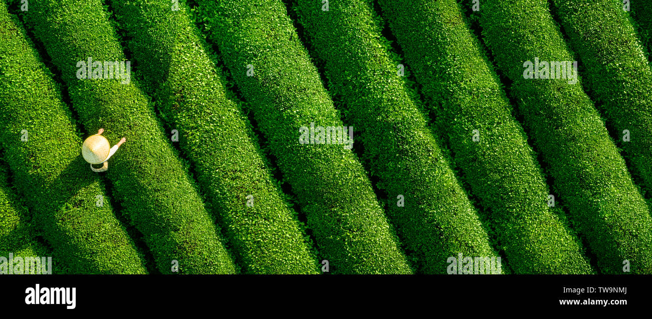 Aerial view of ecological tea garden Stock Photo