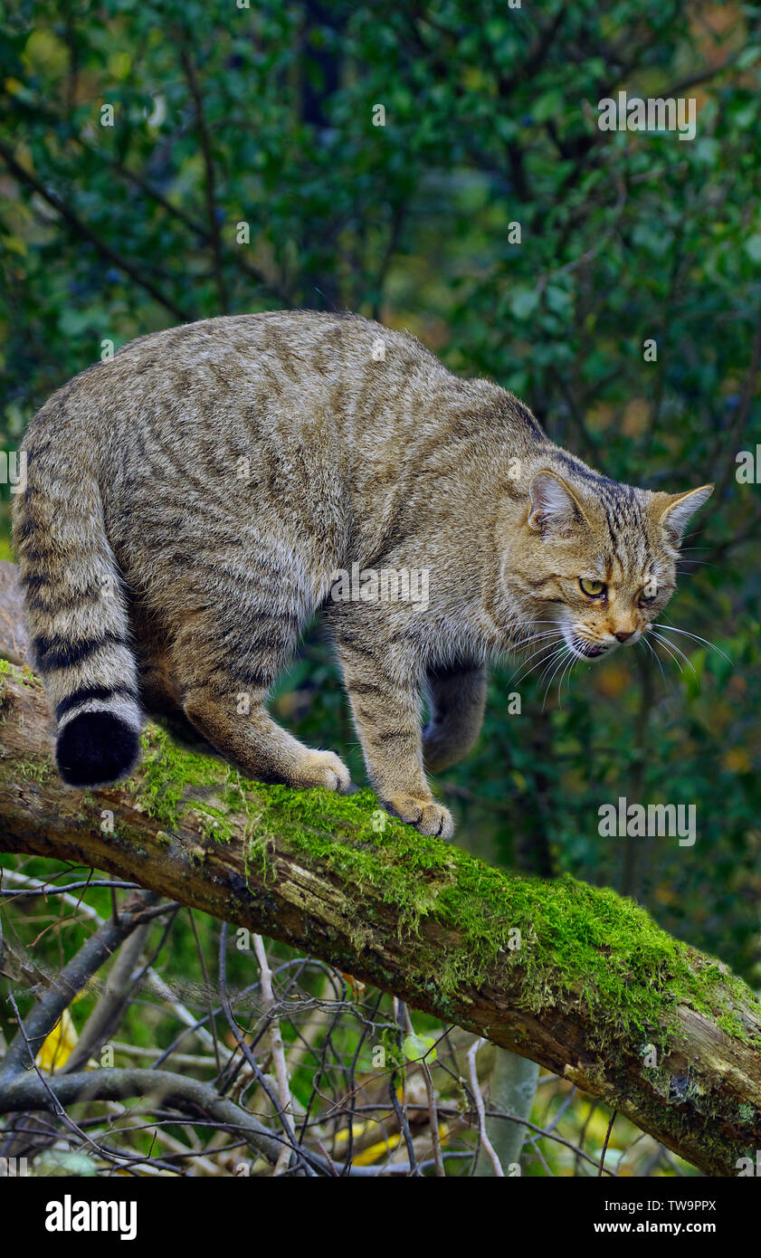 European Wild Cat (Felis silvestris). Adult standing on a mossy log. Switzerland Stock Photo