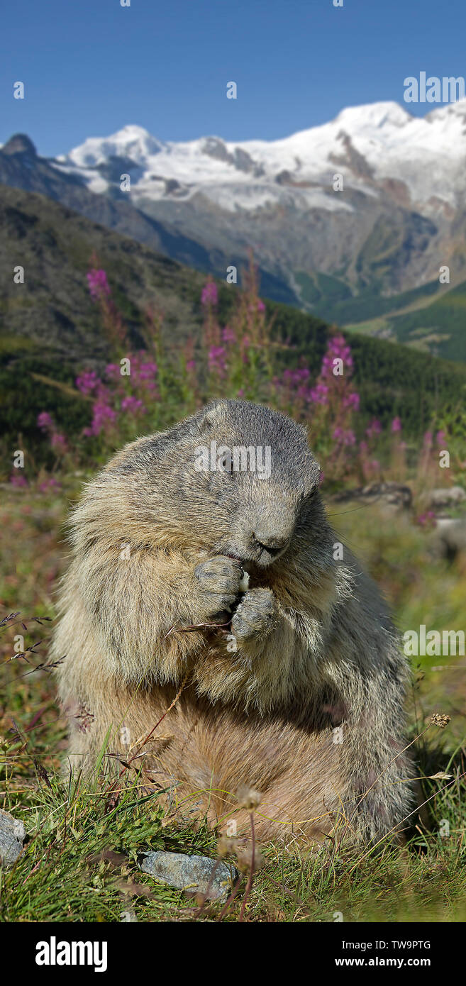 Alpine Marmot (Marmota marmota). Adult feeding with the mountains Allalin (4027 m) and (Alphubel 4206 m) Stock Photo
