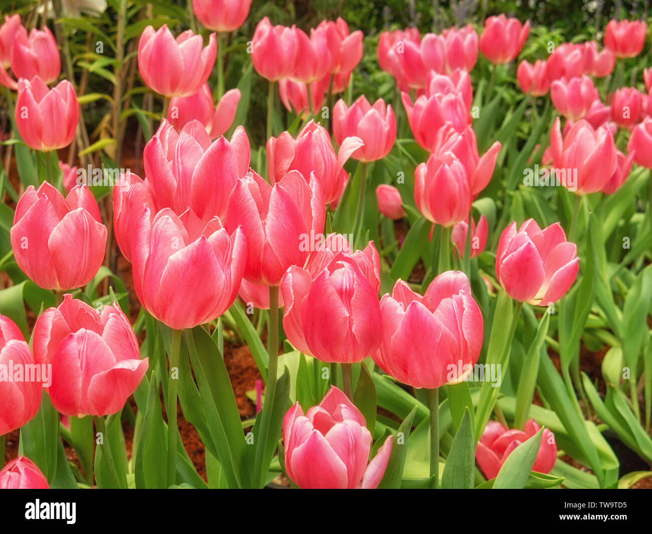 beautiful red tulips flower in tulip field, spring-flowering plant cup-shaped flowers. Stock Photo
