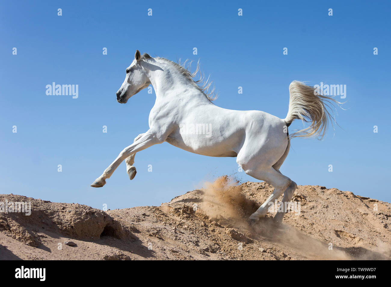Purebred Arabian Horse. Grey mare galloping in the desert. Egypt Stock Photo