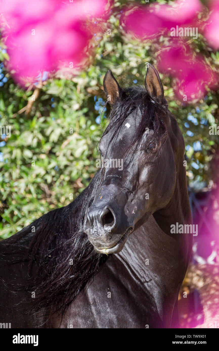 Arabian Horse. Portrait of black stallion. Egypt Stock Photo
