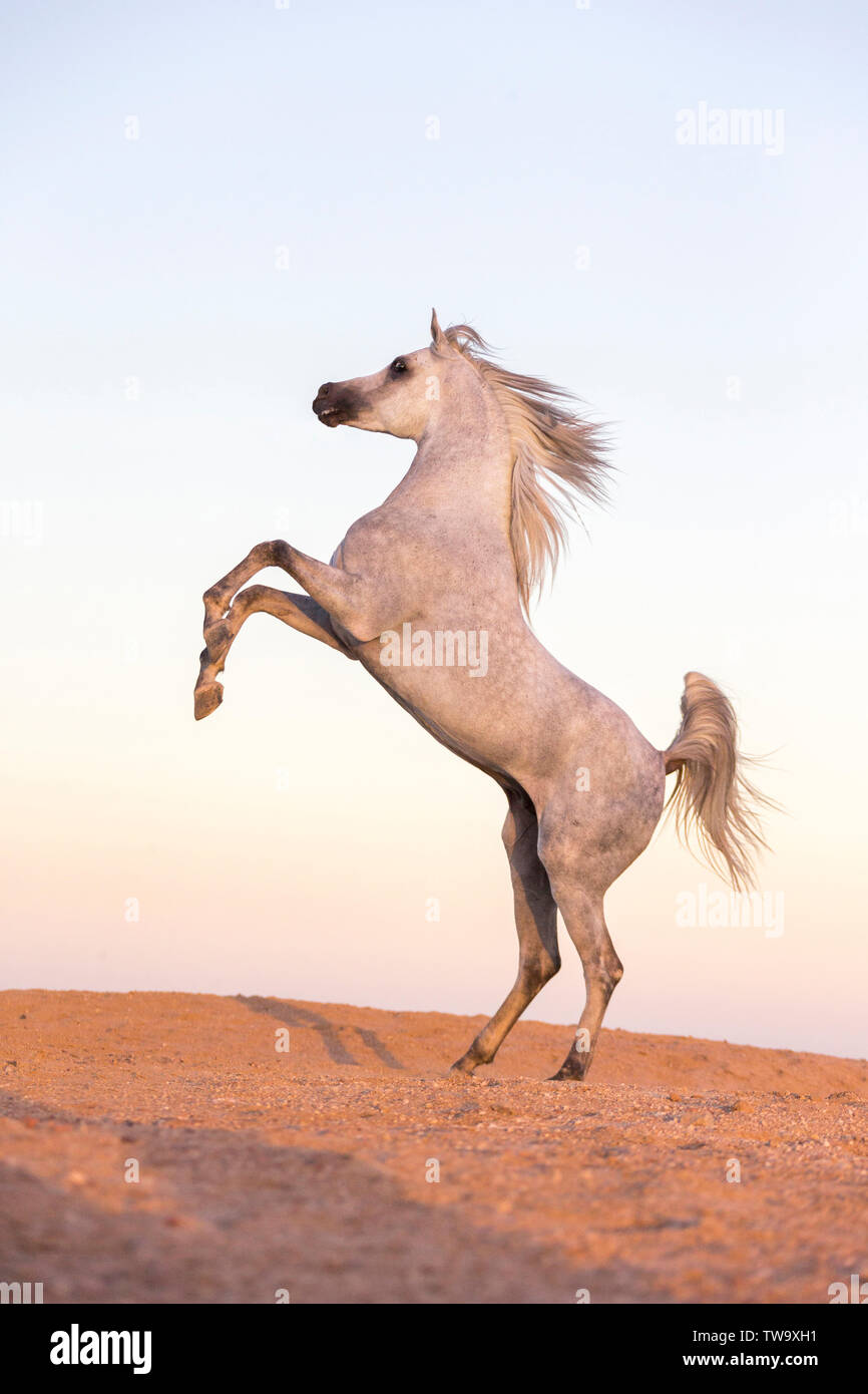 Arabian Horse. Gray stallion rearing in the desert. Egypt Stock Photo