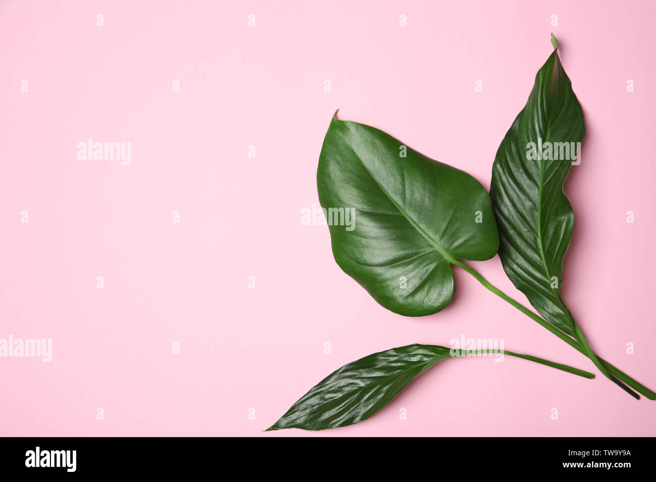Tropical leaves on color background, flat lay Stock Photo - Alamy