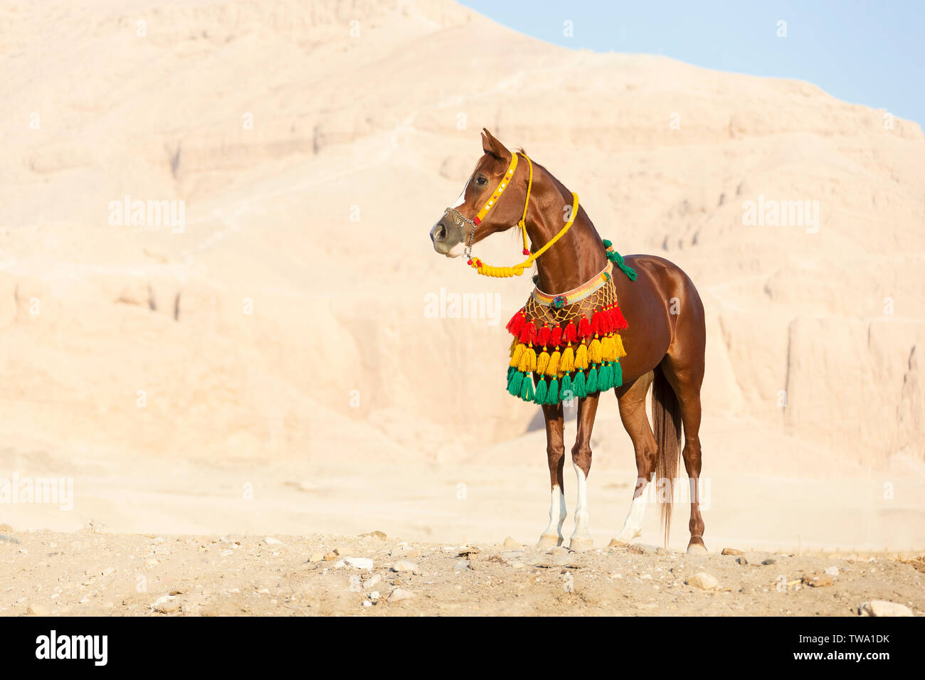 Arabian Horse. Chestnut mare standing in the desert, wearing Egyptian style halter and breastcollar. Egypt Stock Photo