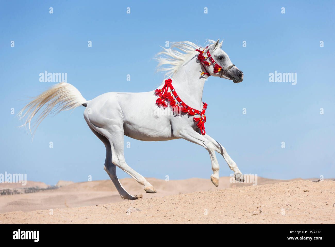 Arab-Barb. Dappled grey stallion galloping in the desert - SuperStock