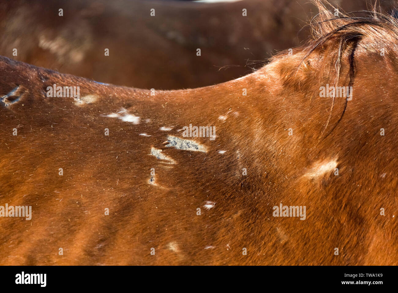 Domestic horse. Sore spots caused by saddle on the back of a chestnut mare. Egypt Stock Photo