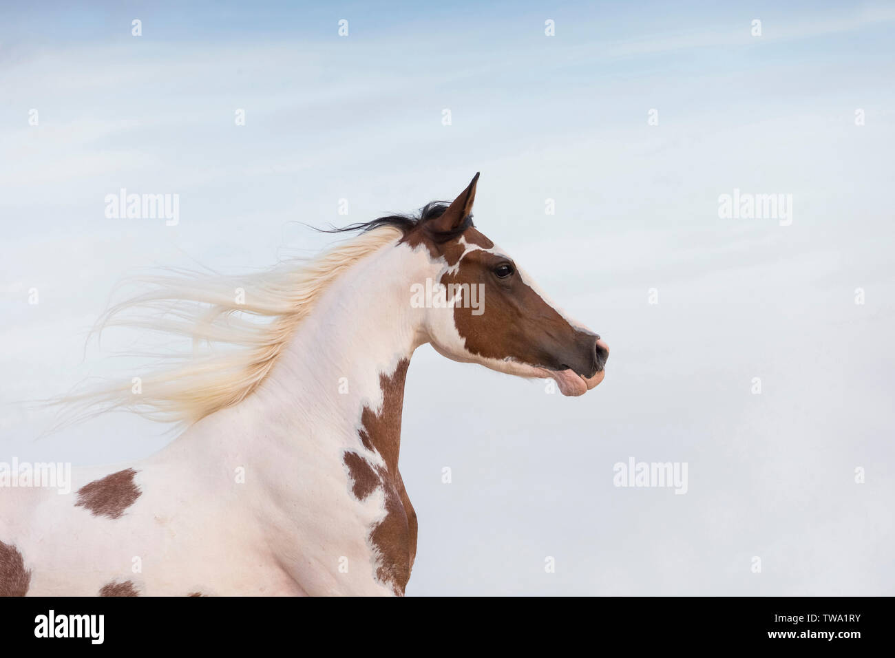 Pintabian. Portrait of adult mare with mane flowing. Egypt Stock Photo
