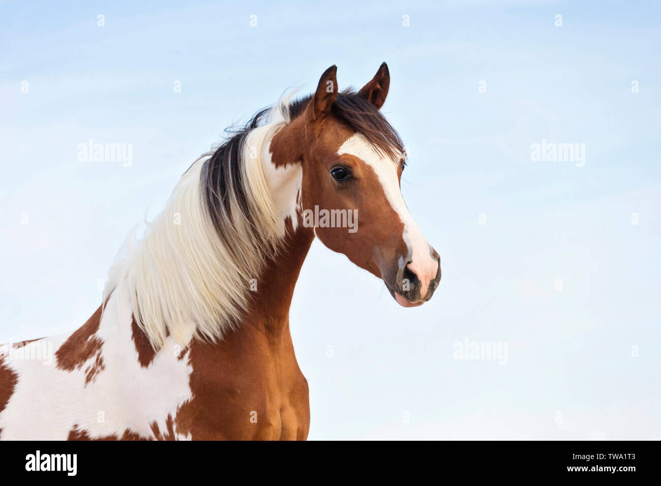 Pintabian. Portrait of adult mare. Egypt Stock Photo