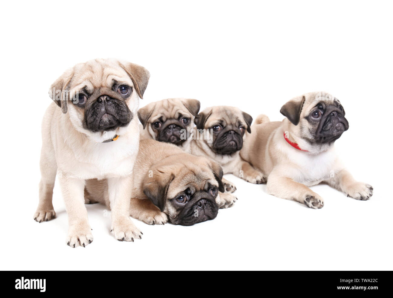 Cute pug puppies on white background Stock Photo Alamy
