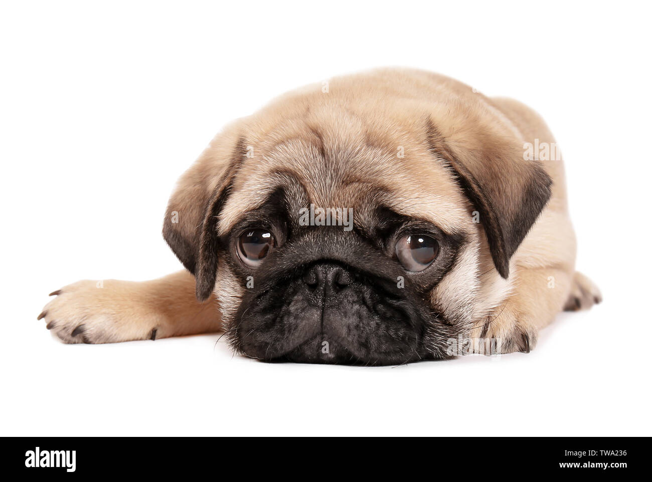 Cute pug puppy on white background Stock Photo - Alamy