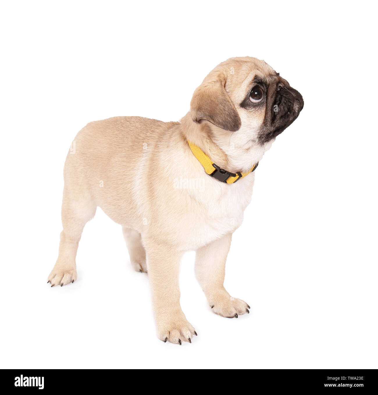 Cute pug puppy on white background Stock Photo - Alamy