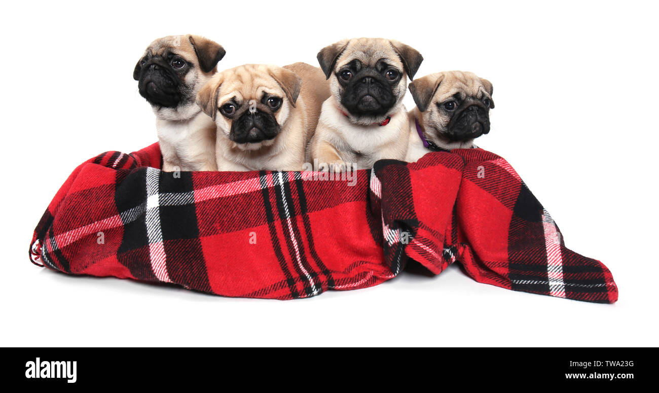 Cute pug puppies in box with soft plaid on white background Stock Photo ...