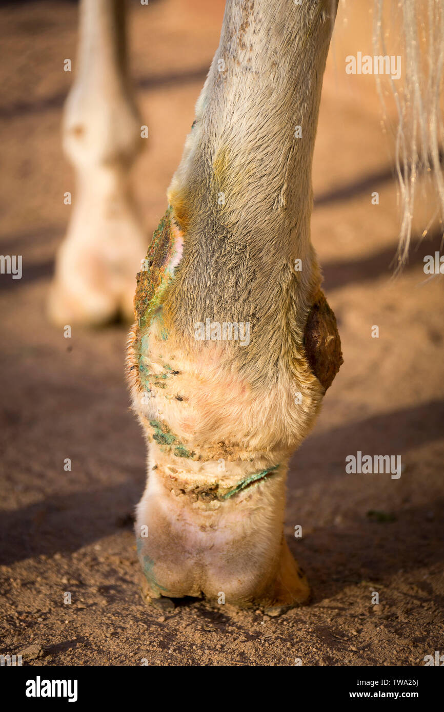 Arabian Horse. Arabian Horse. Swollen hind leg with phlegm. Egypt Stock