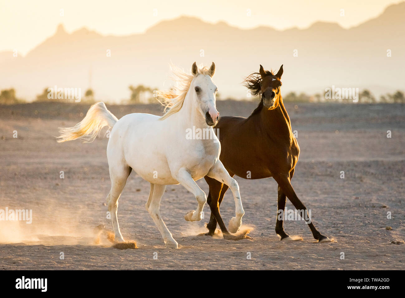 Arabian Horses Running In The Desert